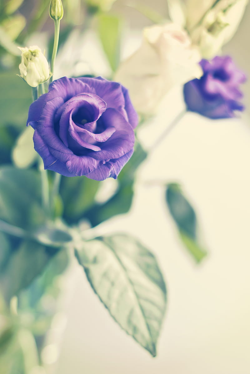 rose, flower, purple, plant, decorative, bloom, HD phone wallpaper