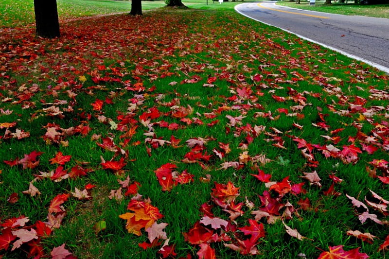 Down Autumn Road, fall leaves, autumn leaves, autumn street, autumn road, HD wallpaper