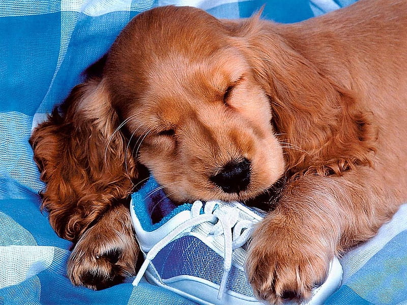 MY NAME IS RUSTY I AM SLEELPY, cute, adorable, pup, sleeping, HD wallpaper
