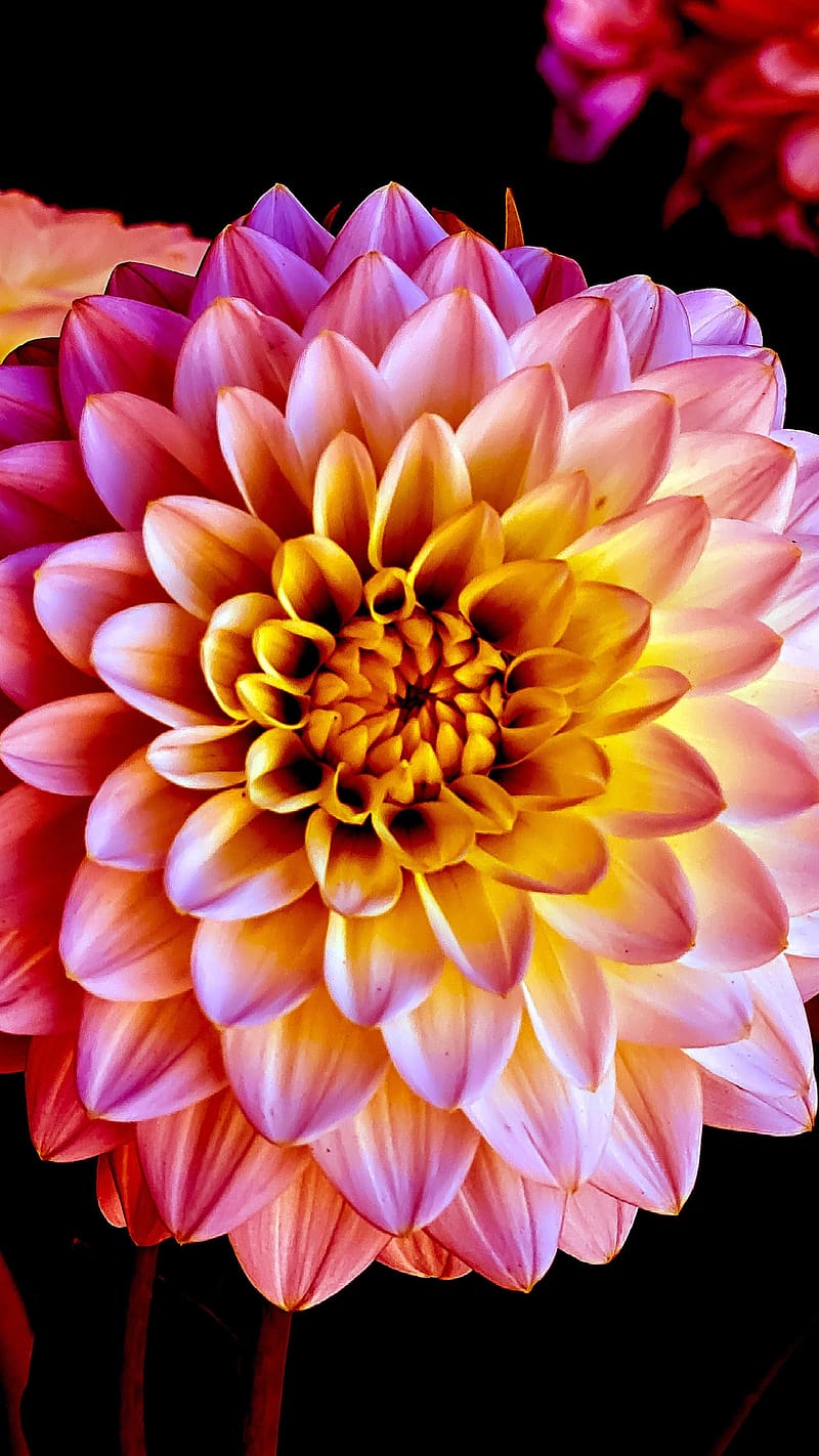 Temas, Flor de dalia rosa y amarilla, púrpura, flor, rosa, naturaleza, dalia,  Fondo de pantalla de teléfono HD | Peakpx