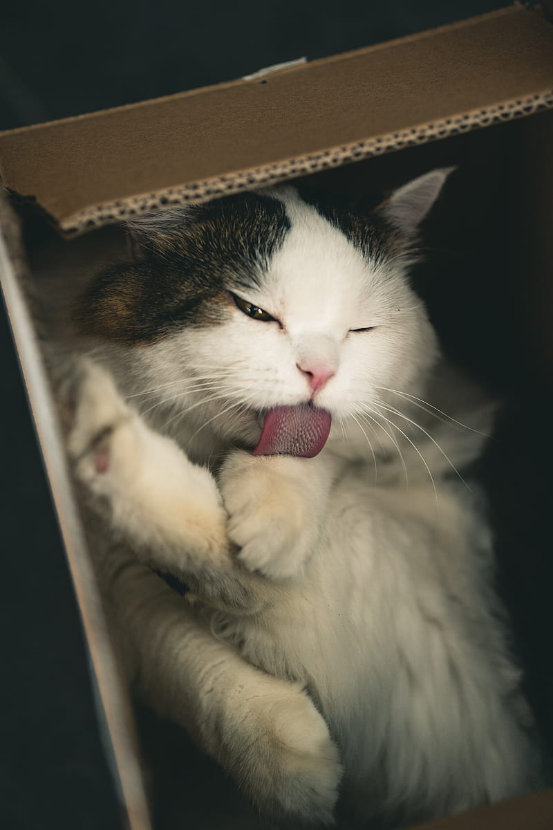 Cat, pet, protruding tongue, fluffy, cute, box, HD phone wallpaper | Peakpx