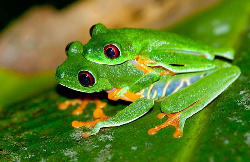 MATING PAIR RED EYED TREE FROGS, cute, frogs, two, green, HD wallpaper