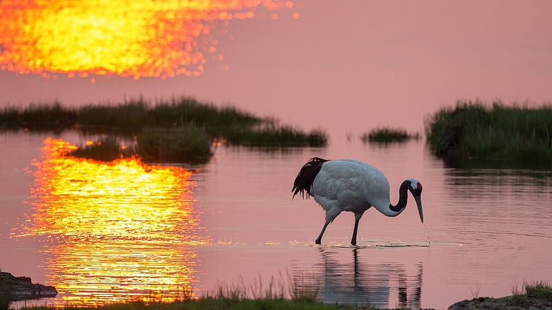 White Crane Bird Is Standing On Water Looking For Food Birds, HD wallpaper