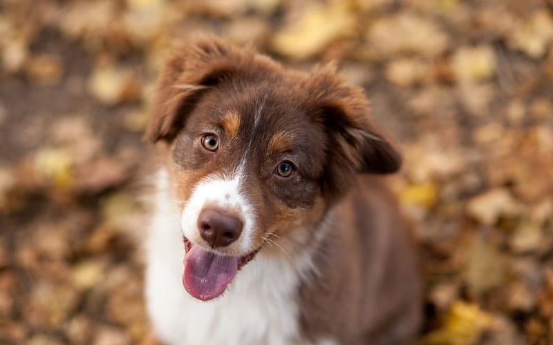 Border collie, fall, autumn, brown, yellow, smile, tongue, happy, animal, leaf, cub, white, pink, puppy, dog, HD wallpaper