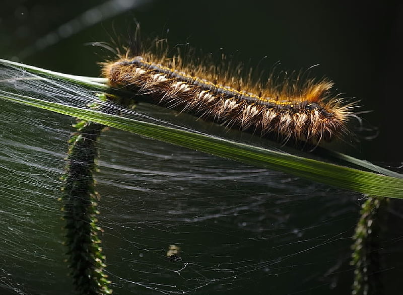Caterpillar, Entomology, Butterflie, Insects, Animals, Zoology, HD wallpaper