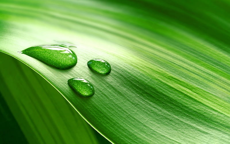 Green leaf drop-graphy, HD wallpaper