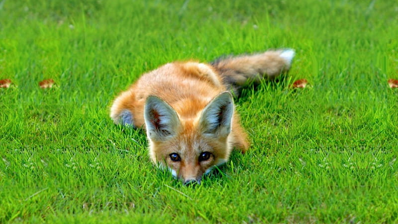 Nice spring fox, red, fox, green, grass, spring, HD wallpaper