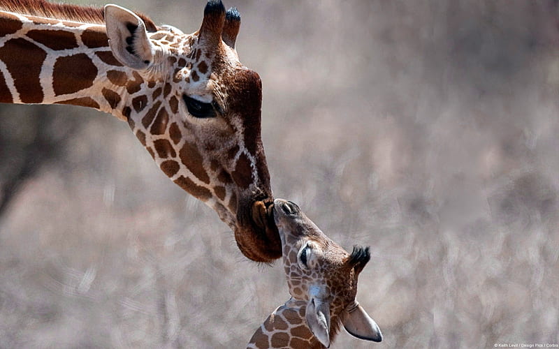 Giraffe and Cub-2013 animal world, HD wallpaper