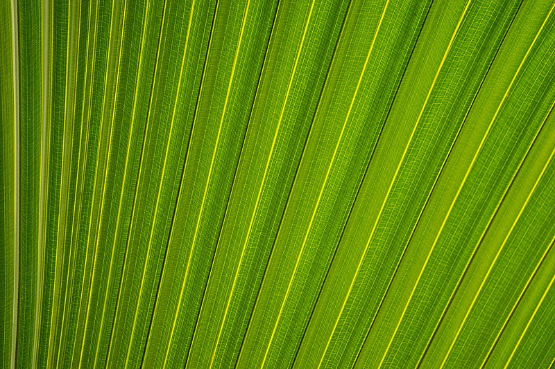 closeup graphy of fan palm leaf, HD wallpaper