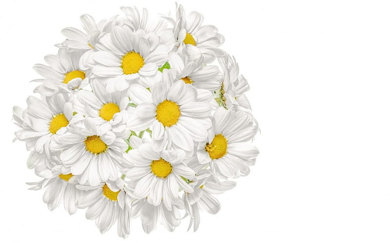 Chamomiles, globe, ball, bouquet, flower, chamomile, yellow, white, daisy, HD wallpaper