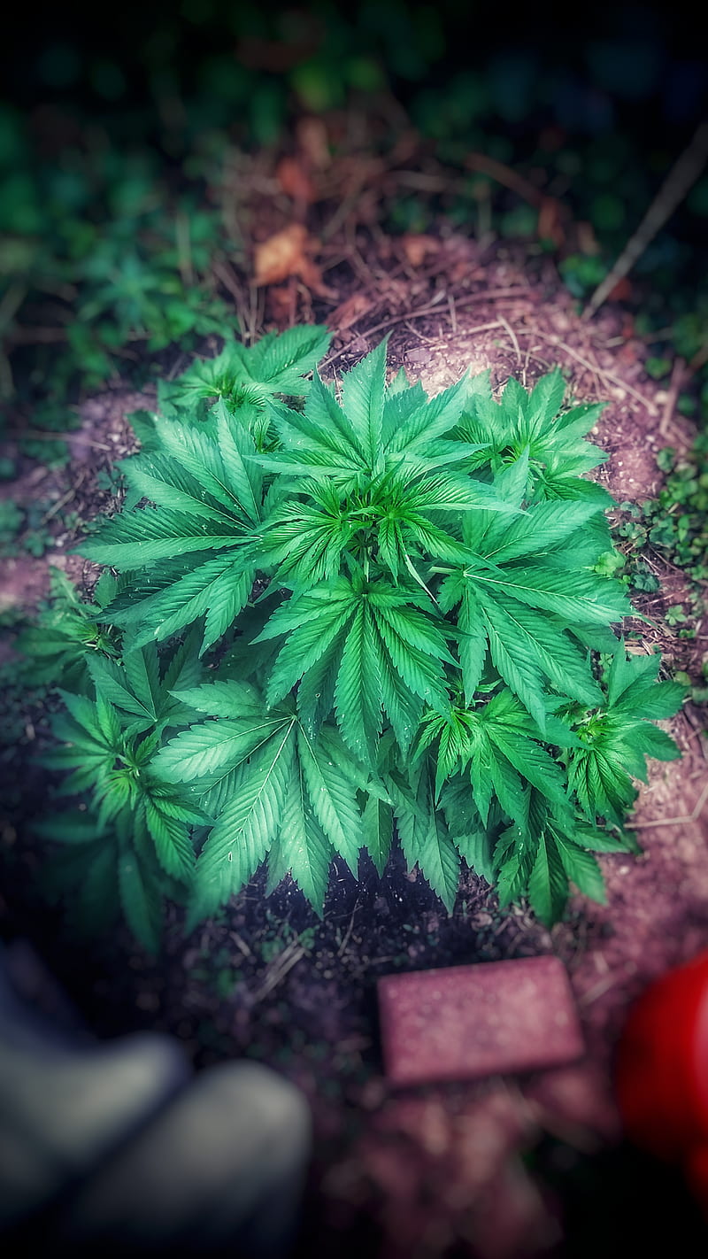 W**d plant, 420, cannabis, legalize it, outdoor grow, smoking, HD phone  wallpaper | Peakpx