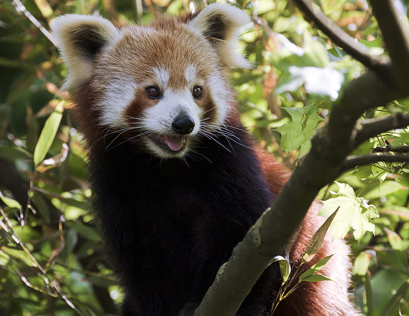 red panda, protruding tongue, animal, branches, glance, HD wallpaper