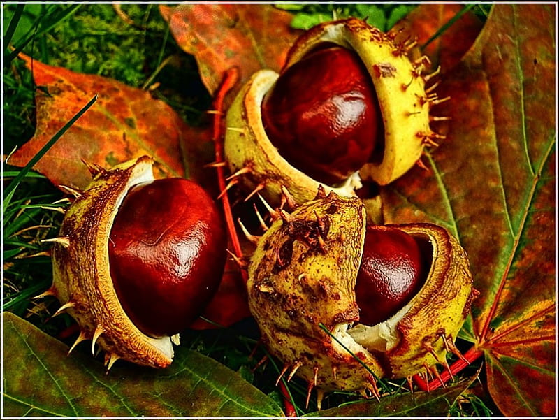 chestnut fruits, fruit, fall, leaves, green, brown, grass, chestnuts, HD wallpaper