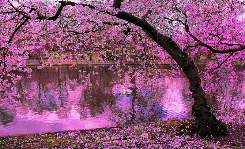 Cherry Trees in Full Bloom, Reflection, Cherry, Trees, Flowers, HD wallpaper