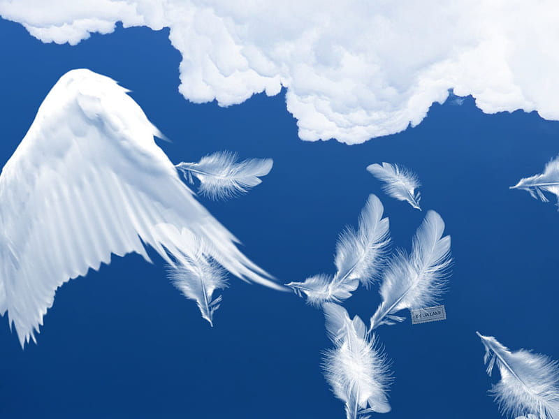 Falling Sky, 3d and cg, white, clouds, abstract, sky, blue, feathers, HD wallpaper