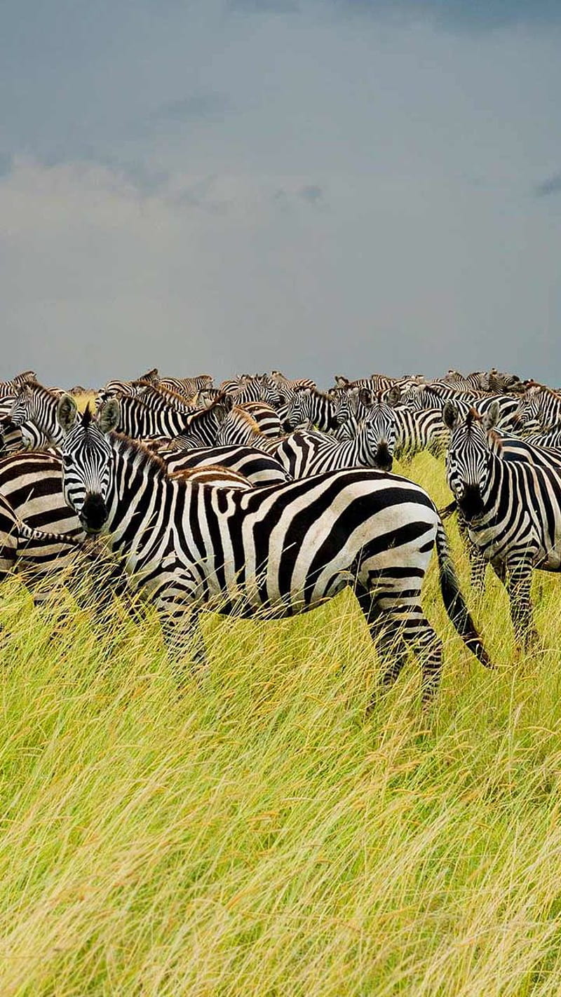 Zebras, national park, serengeti, tanzania, zebra, HD phone wallpaper