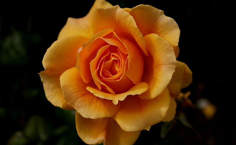 Rose, flower, amazing, orange, HD wallpaper | Peakpx