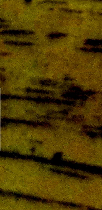 Leopard, Muster, HD-Handy-Hintergrundbild