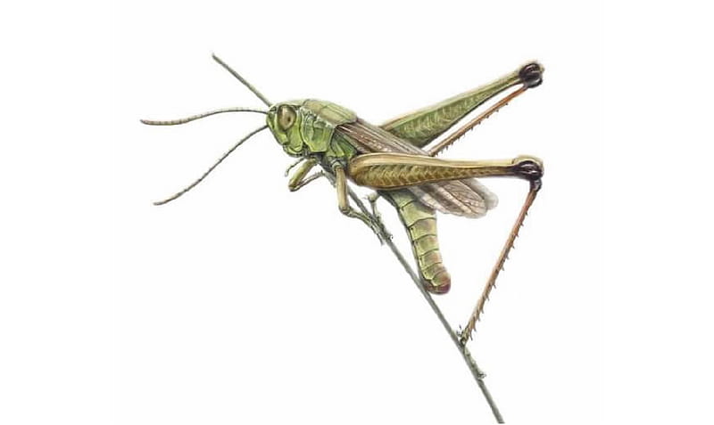 Grasshopper, Animals, entomology, Insects, HD wallpaper