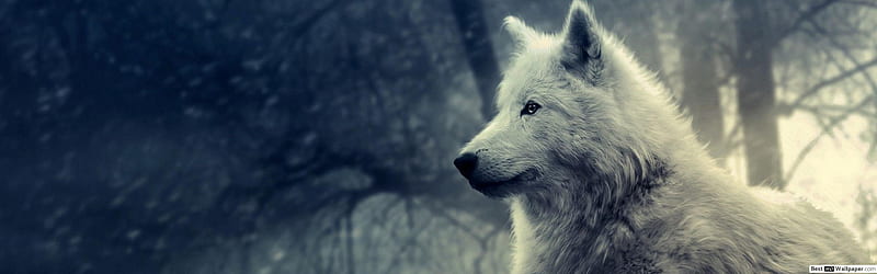 White wolf, Dual Monitor Wolf, HD wallpaper