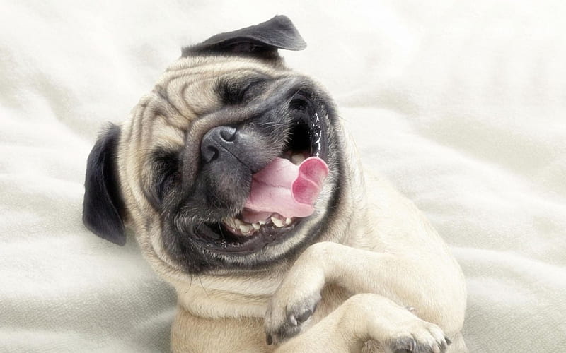 Smiling dog, smile, tongue, happy, animal, cute, funny, face, pink, dog, HD  wallpaper | Peakpx