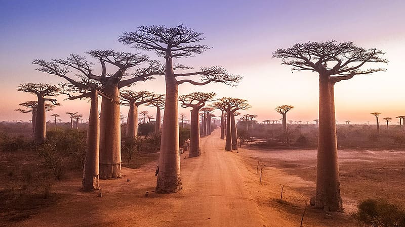 Avenue of the Baobabs, Madagascar, landscape, trees, sand, road, HD wallpaper