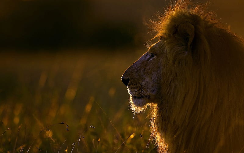 Lord of the Savannah, Africa, savannah lion, cute, predators wild, wild cats, wildlife, nature, majestic, cats, big cats, animals, HD wallpaper