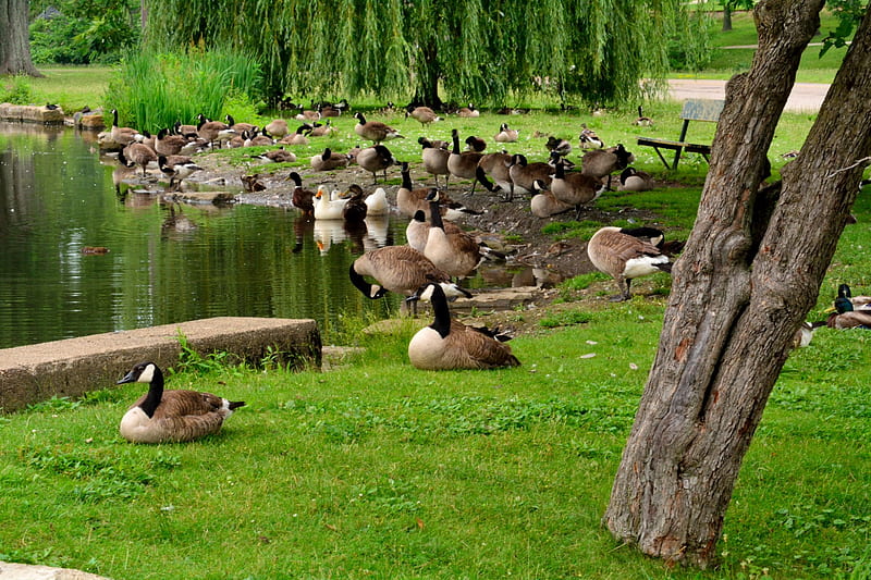 Ducks In A Row, ducks, geese, canadian geese, HD wallpaper