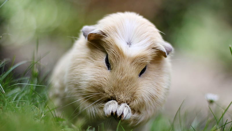 guinea pig grass sit fluffy beautiful-Animal, HD wallpaper