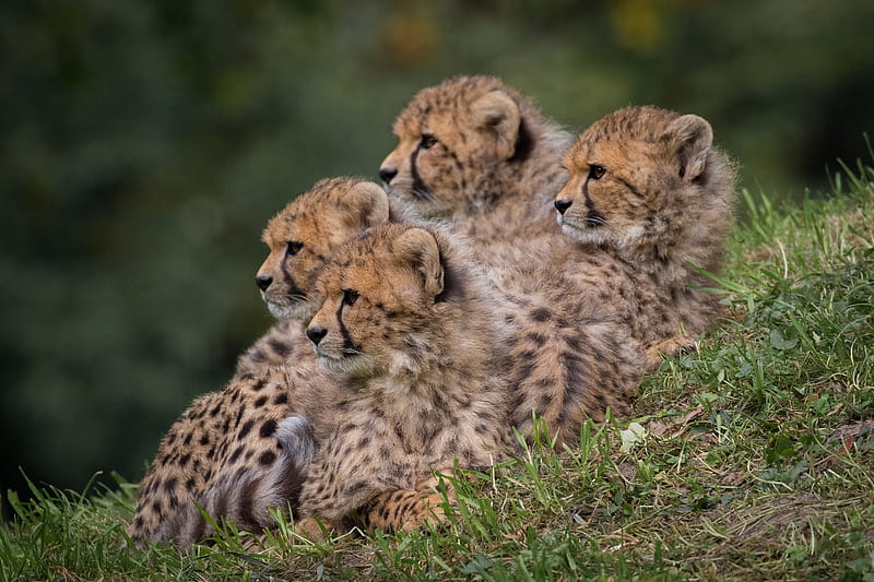 Cats, Cheetah, Baby Animal, Big Cat, Cub, Wildlife, HD wallpaper