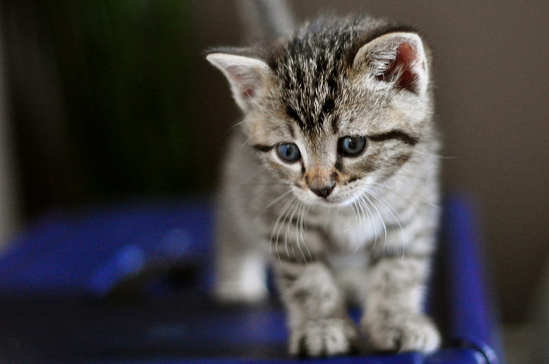 sweet kitten, grey tiger, little, blueyes, blanket, kitten, blue, sweet, HD wallpaper