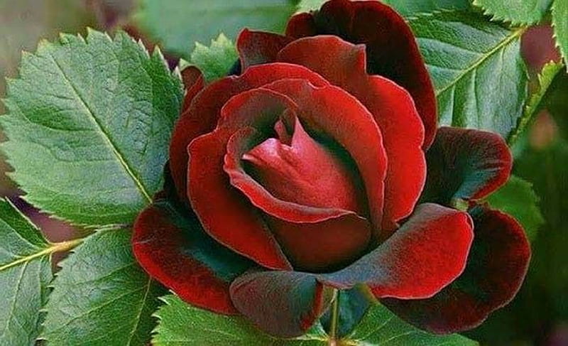 velvet rose, roses, red, graphy, velvet, beauty, flowers, nature, HD wallpaper