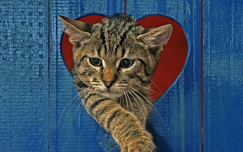 Happy Valentine's Day!, cute, red, heart, valentine, funny, cat, animal, blue, HD wallpaper