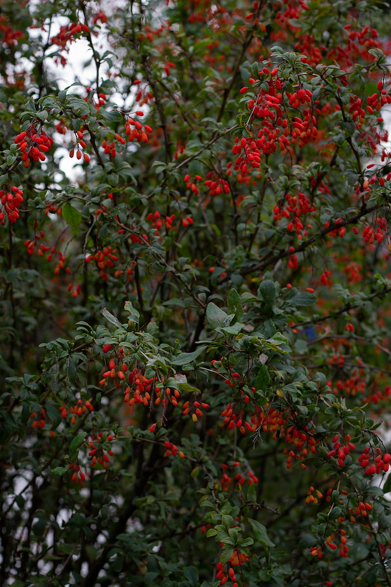 barberry, berries, branches, tree, HD phone wallpaper