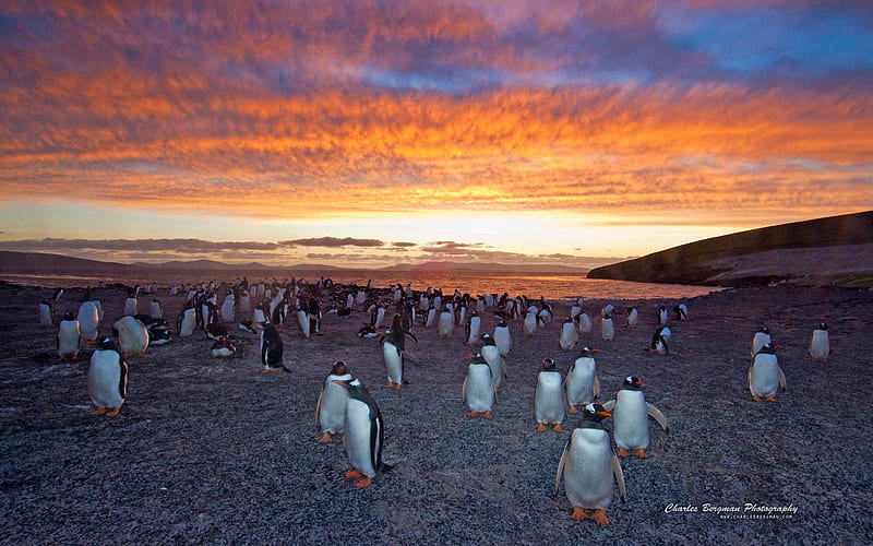 gentoo penguins colony sunset., sunset, group, snow, penguins, HD wallpaper