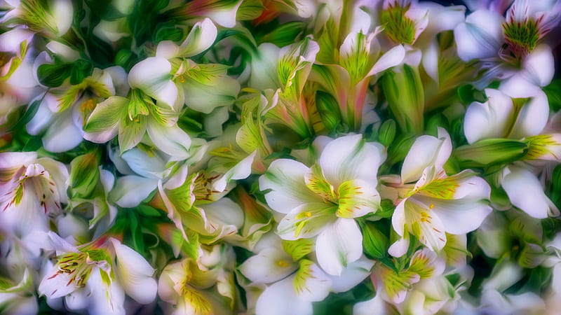 LILIES, leaves, close up, enchanting nature, macro, flowers, nature, buds, HD wallpaper