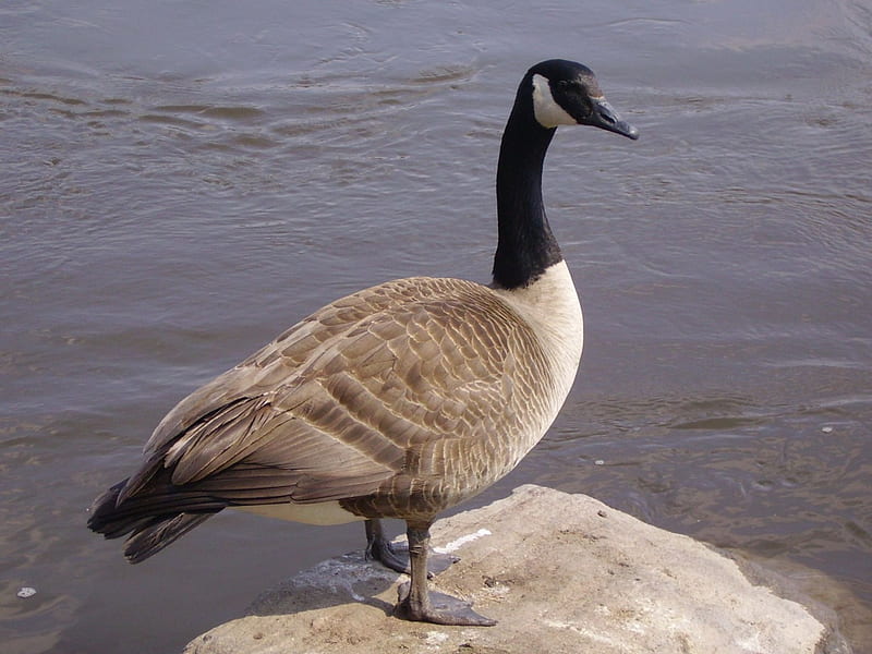 canadian goose, water, rock, bird, animal, HD wallpaper