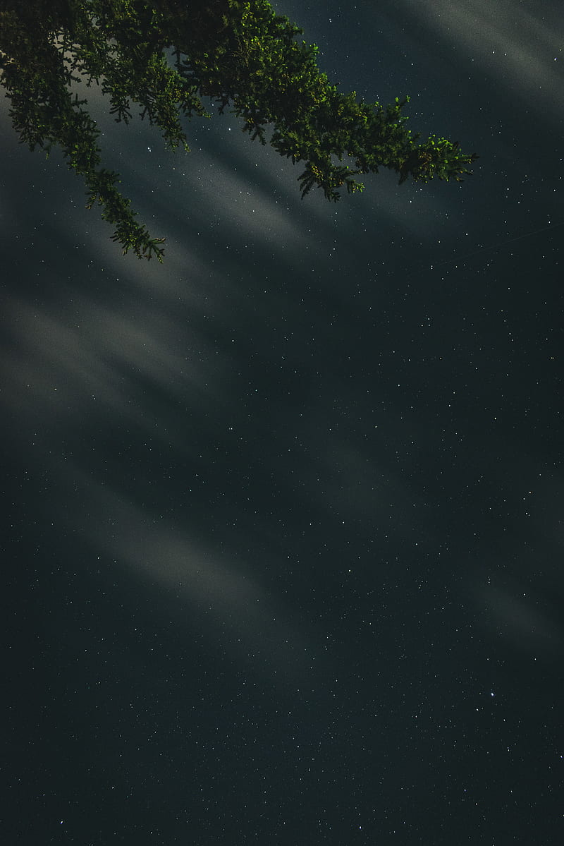 branches, starry sky, stars, night, HD phone wallpaper