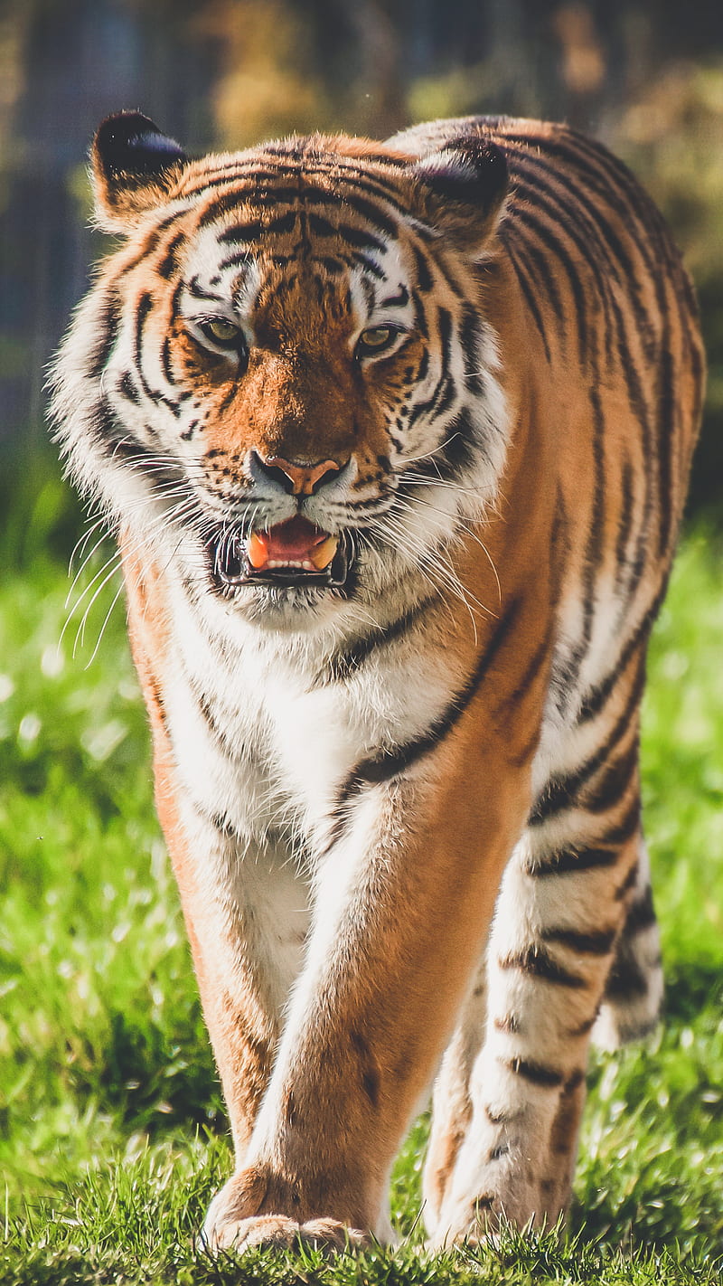 Royal Bengal Tiger Cool royal walk HD phone wallpaper  Pxfuel