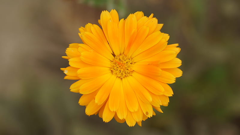 Flower, Yellow, 3840x2160 Orange, Flowers, Mandarin Orange, Marigold, HD wallpaper
