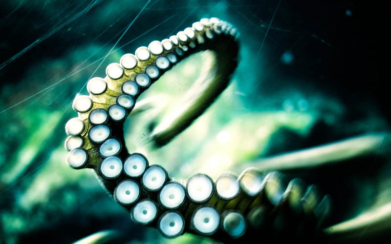 octopus tentacle, suction cups, arm, tentacle, octopus, HD wallpaper