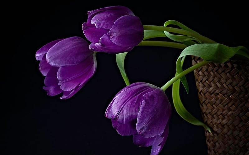 Tulips, purple, green, basket, flower, black, tulip, HD wallpaper