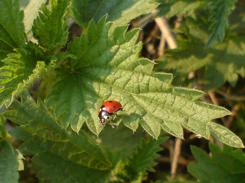 Ladybug and nettle, bug, nettle, ladybug, green, weeds, spring, HD wallpaper