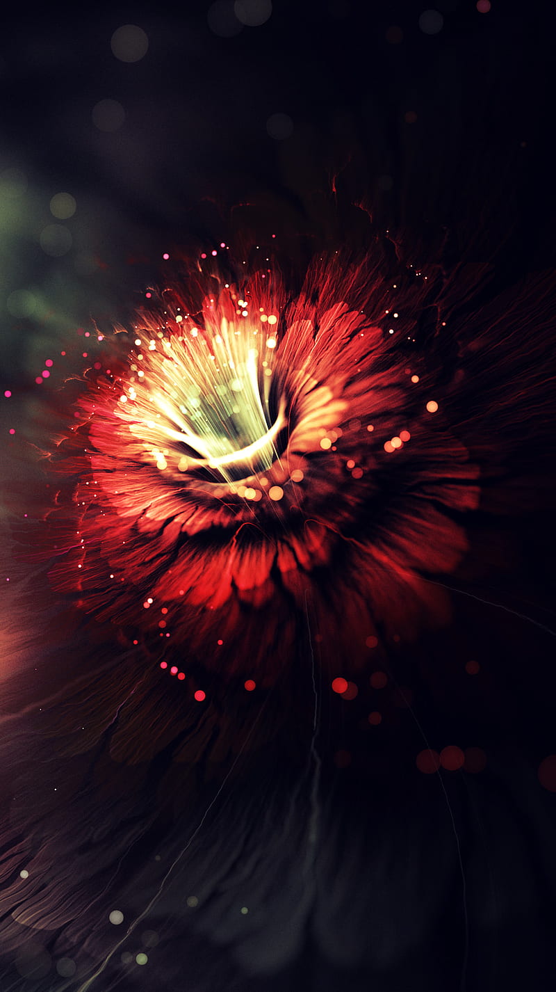 Loto flower, nelumbo, HD phone wallpaper