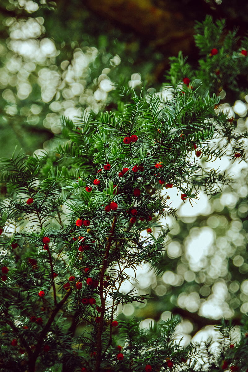 yew, berries, red, branches, plant, HD phone wallpaper