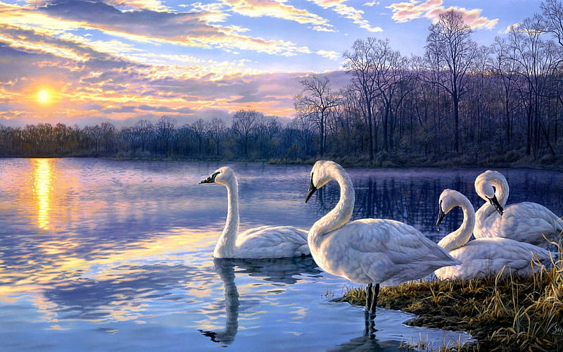 ✰Life Begins at Dawn✰, artistic, family, sun, daybreak, ducks, bonito, clouds, fog, lights, still life, splash, paintings, splendor, sunrise, morning, reflection, magnificent, feathers, animals, art, dawn, lakes, lovely, shadow, sky, trees, mist, dry trees, cute, Life begins dawn, nature, HD wallpaper