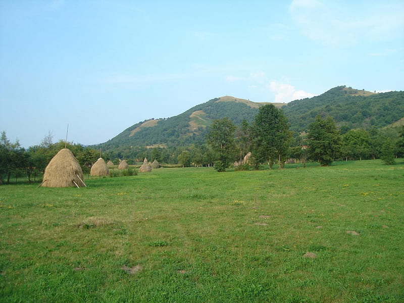 Haystacks, Valea Draganului, Apuseni, Romania, HD wallpaper