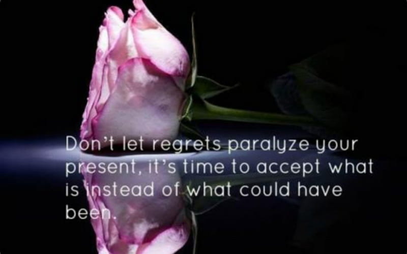 Regret, rose, quote, flower, words, nature, single, reflection, HD wallpaper