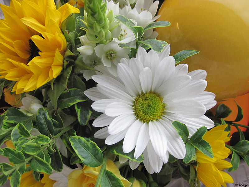 Ramo de flores amarillas de sol, grafía, verde, flores, amarillo, blanco,  margarita, Fondo de pantalla HD | Peakpx