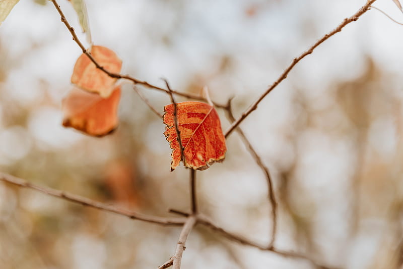 leaf, dry, branches, macro, HD wallpaper